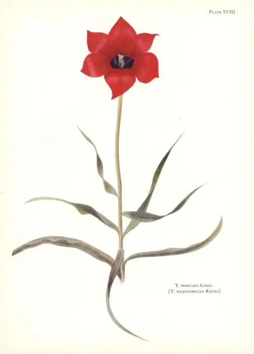 Framed Print : Tulipa montana (Tulipa maximowiczii) Framed Print : Tulipa montana (Tulipa maximowiczii)