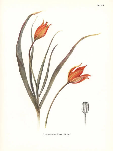 Tulipa orphanidea No. 702