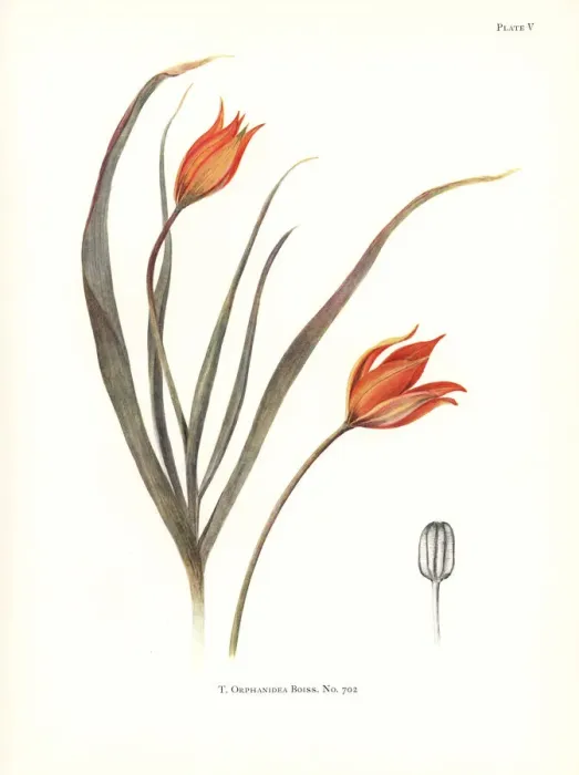 Framed Print : Tulipa orphanidea No. 702 Framed Print : Tulipa orphanidea No. 702