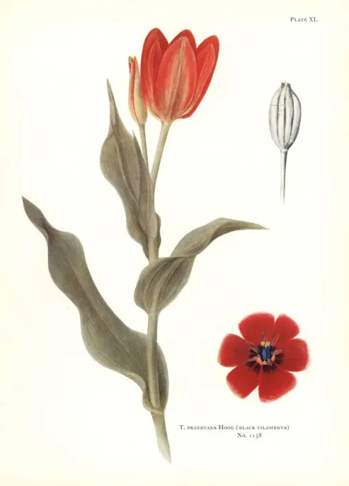 Framed Print : Tulipa praestans (black filaments) Framed Print : Tulipa praestans (black filaments)