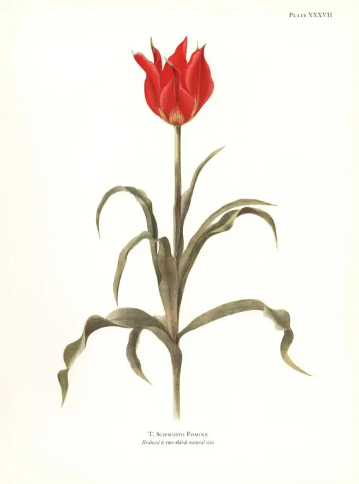 Framed Print : Tulipa schmidtii Framed Print : Tulipa schmidtii