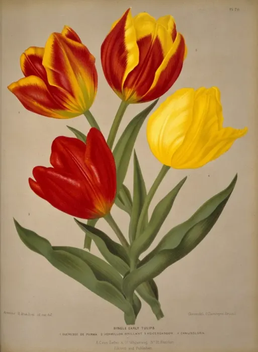 Framed Print : Tulipa sp. tulip Framed Print : Tulipa sp. tulip