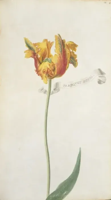 Framed Print : Tulipa sp. tulip Framed Print : Tulipa sp. tulip