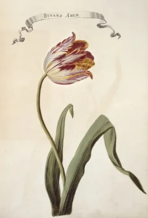 Framed Print : Tulipa sp. tulip Framed Print : Tulipa sp. tulip