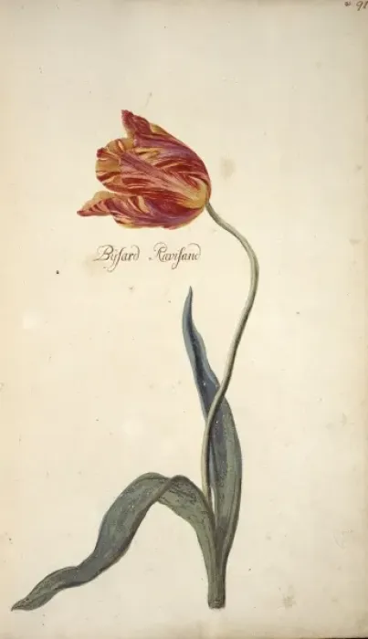 Framed Print : Tulipa sp. tulip Framed Print : Tulipa sp. tulip