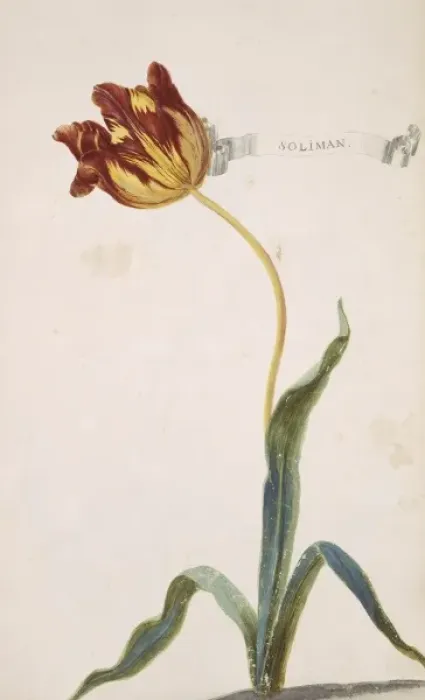 Framed Print : Tulipa sp. tulip Framed Print : Tulipa sp. tulip