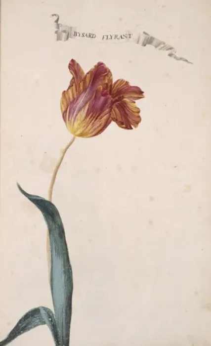 Framed Print : Tulipa sp. tulip Framed Print : Tulipa sp. tulip