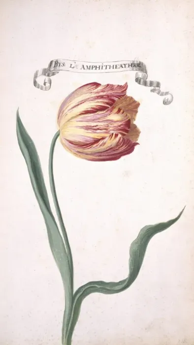 Framed Print : Tulipa sp. tulip Framed Print : Tulipa sp. tulip