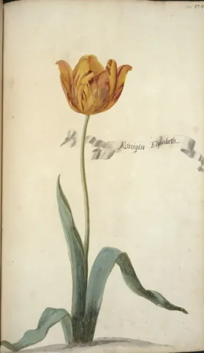 Framed Print : Tulipa sp. tulip Framed Print : Tulipa sp. tulip