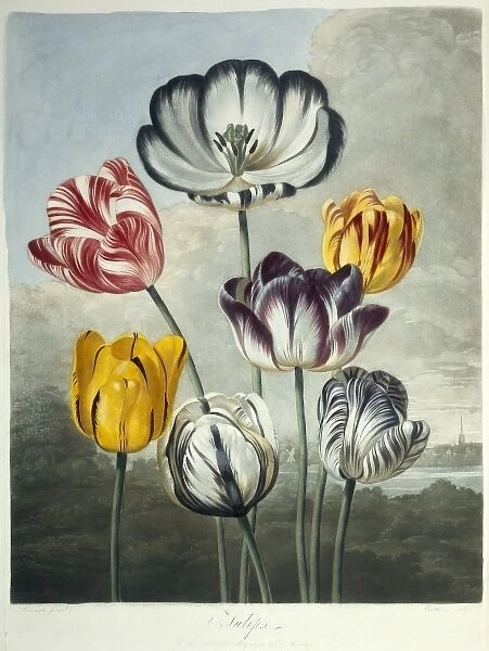 Tulipa sp. tulips