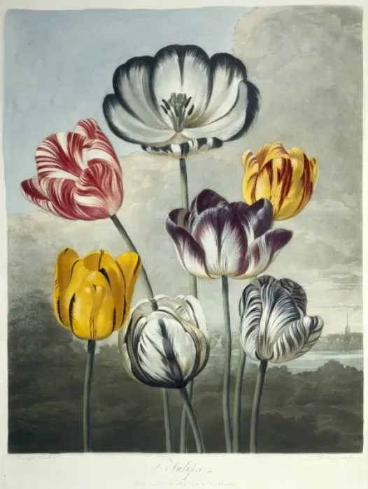 Framed Print : Tulipa sp. tulips Framed Print : Tulipa sp. tulips
