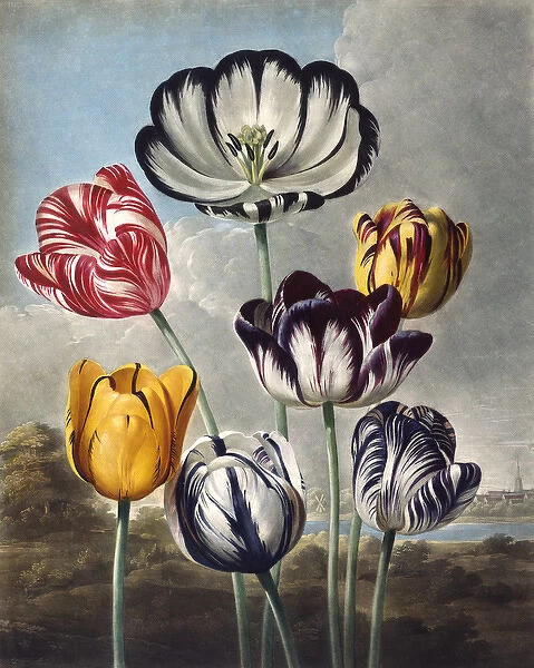 Tulips, engraved by Eadom after Philip Reinagle