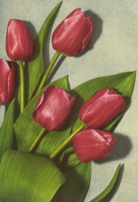 Framed Print : Tulips. Bouquet of red tulips Framed Print : Tulips. Bouquet of red tulips