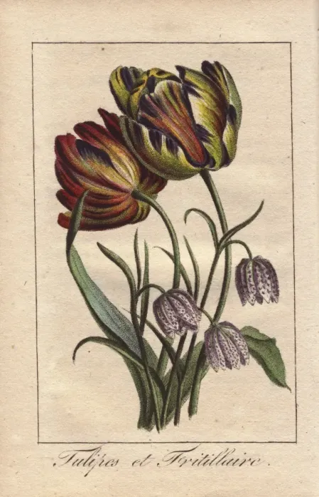 Framed Print : Tulips and fritillaries, Tulipa and Fritillaria Framed Print : Tulips and fritillaries, Tulipa and Fritillaria