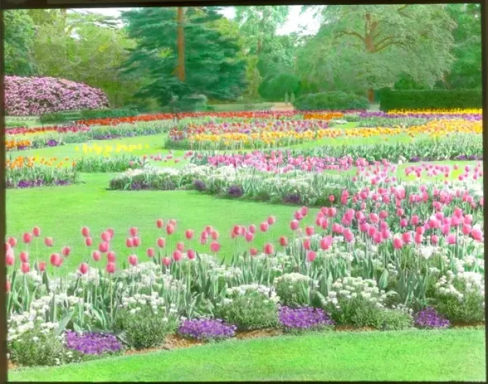 Framed Print : Tulips at Kew Gardens Framed Print : Tulips at Kew Gardens