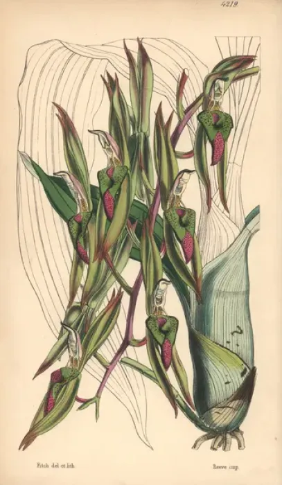 Framed Print : Tumour-lipped or callous catasetum, Catasetum callosum Framed Print : Tumour-lipped or callous catasetum, Catasetum callosum