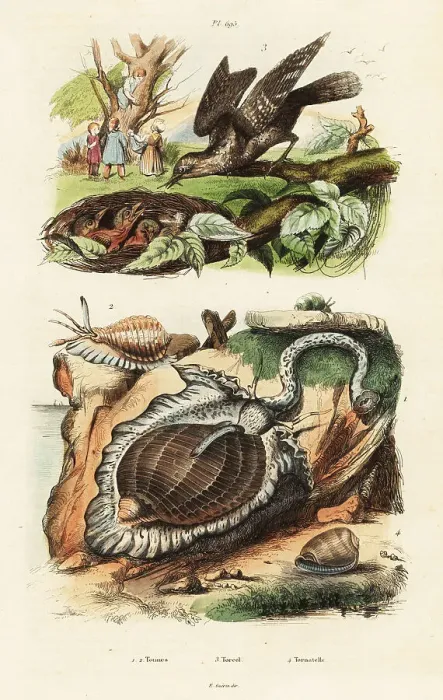 Framed Print : Tun shells and Eurasian wryneck Framed Print : Tun shells and Eurasian wryneck