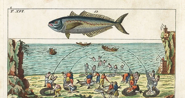 Tuna fishing method and horse mackerel