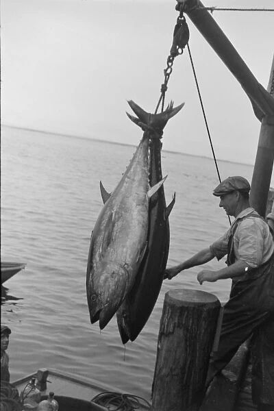 Two tuna (horse-mackerel) caught in a trap, being brought as