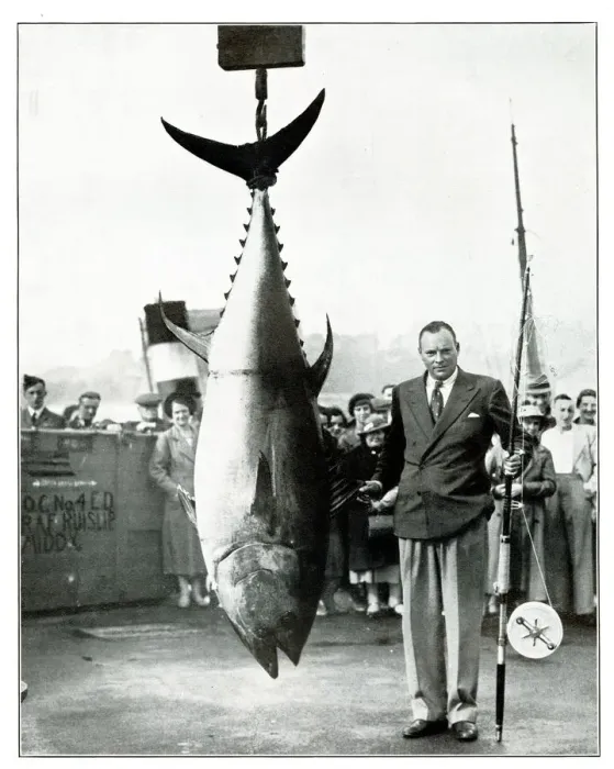 Framed Print : Tunny caught bys G Bassett, September 1937 Framed Print : Tunny caught bys G Bassett, September 1937