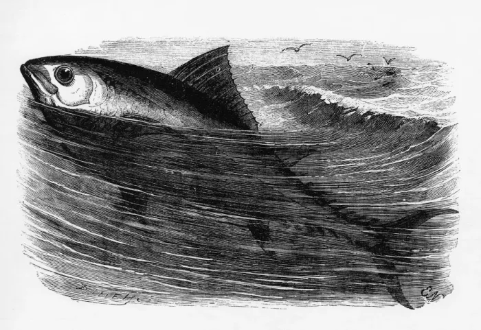 Framed Print : A tunny or tuna fish Framed Print : A tunny or tuna fish