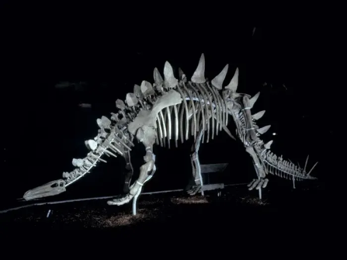 Framed Print : Tuojiangosaurus Framed Print : Tuojiangosaurus