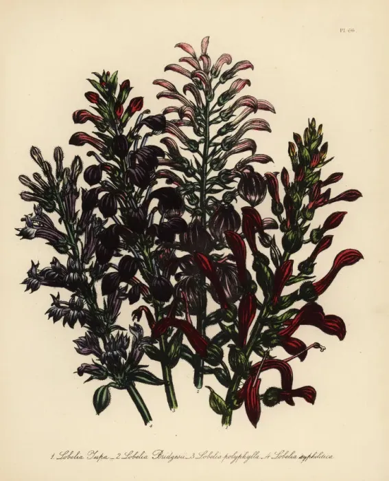 Framed Print : Tupa or Lobelia species Framed Print : Tupa or Lobelia species