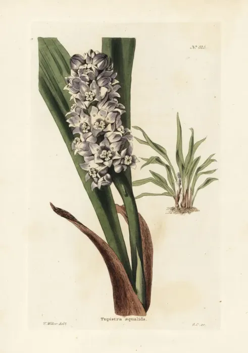 Framed Print : Tupistra squalida Framed Print : Tupistra squalida