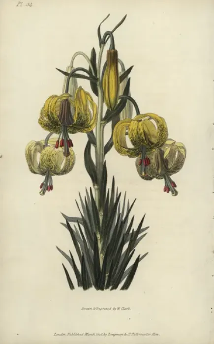 Framed Print : Turban or pomponian lily, Lilium pomponium Framed Print : Turban or pomponian lily, Lilium pomponium