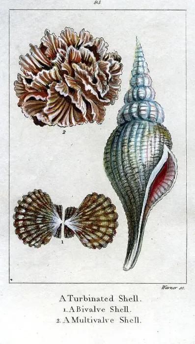 Framed Print : Turbinated Shell, Bivalve Shell, Multivalve Shell Framed Print : Turbinated Shell, Bivalve Shell, Multivalve Shell