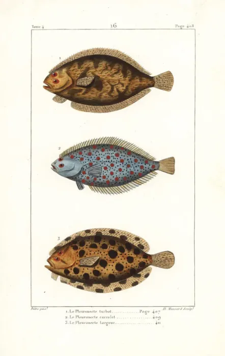 Framed Print : Turbot, European plaice and topknot Framed Print : Turbot, European plaice and topknot
