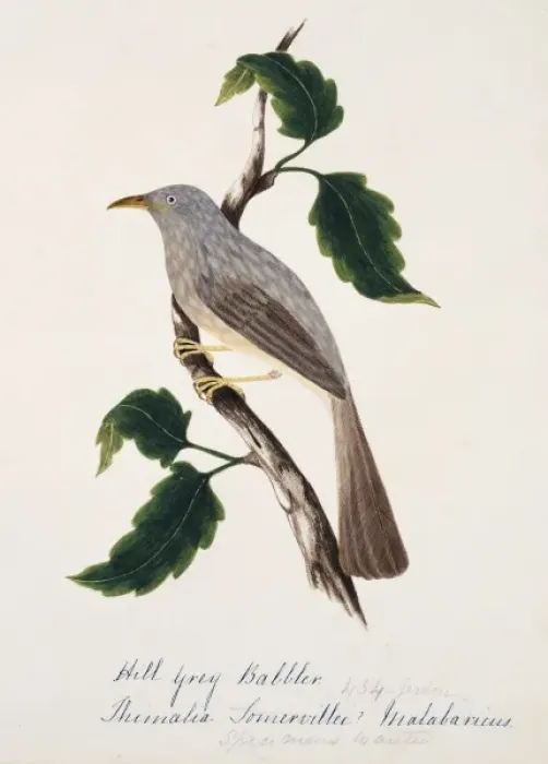 Framed Print : Turdoides striatus malabaricus, jungle babbler Framed Print : Turdoides striatus malabaricus, jungle babbler