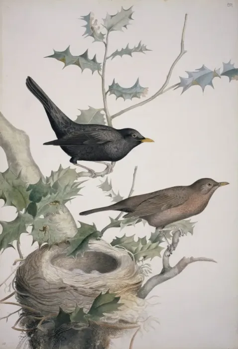 Framed Print : Turdus merula, Eurasian blackbird Framed Print : Turdus merula, Eurasian blackbird