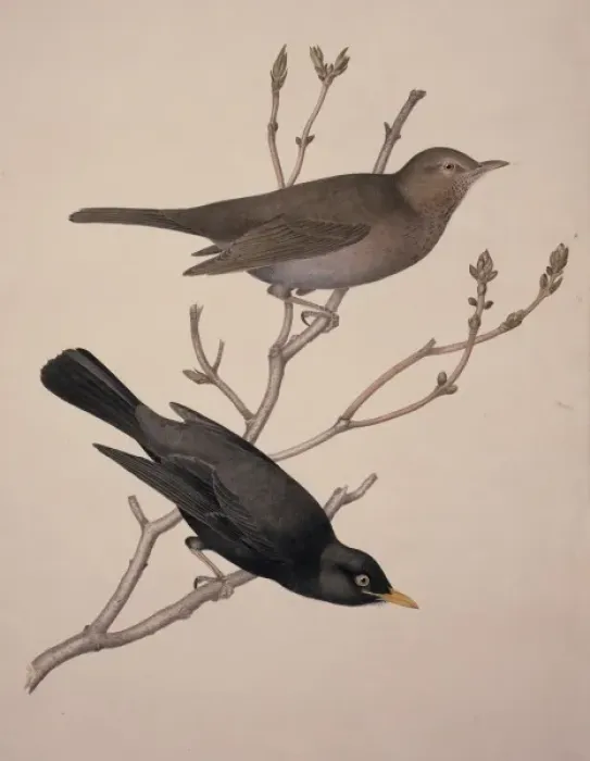 Framed Print : Turdus merula, Eurasian blackbird Framed Print : Turdus merula, Eurasian blackbird