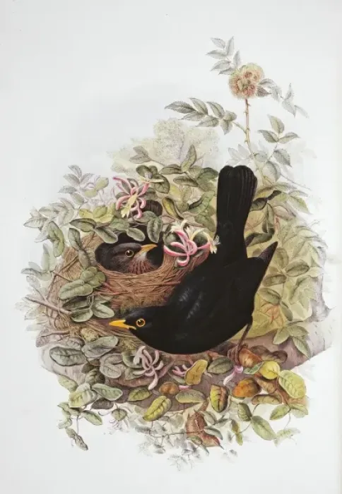 Framed Print : Turdus merula, Eurasian blackbird