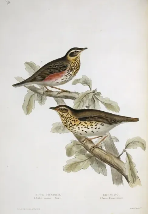 Framed Print : Turdus philomelos, song thrush, Turdus iliacus, redwing Framed Print : Turdus philomelos, song thrush, Turdus iliacus, redwing
