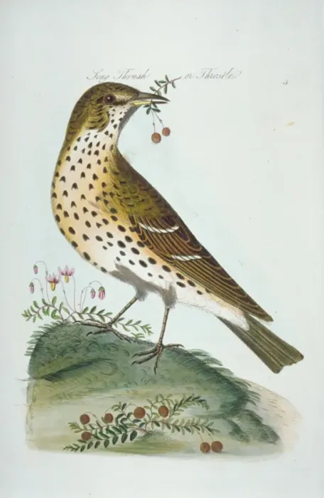 Framed Print : Turdus philomelos, song thrush Framed Print : Turdus philomelos, song thrush