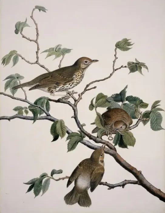 Framed Print : Turdus philomelos, song thrush Framed Print : Turdus philomelos, song thrush