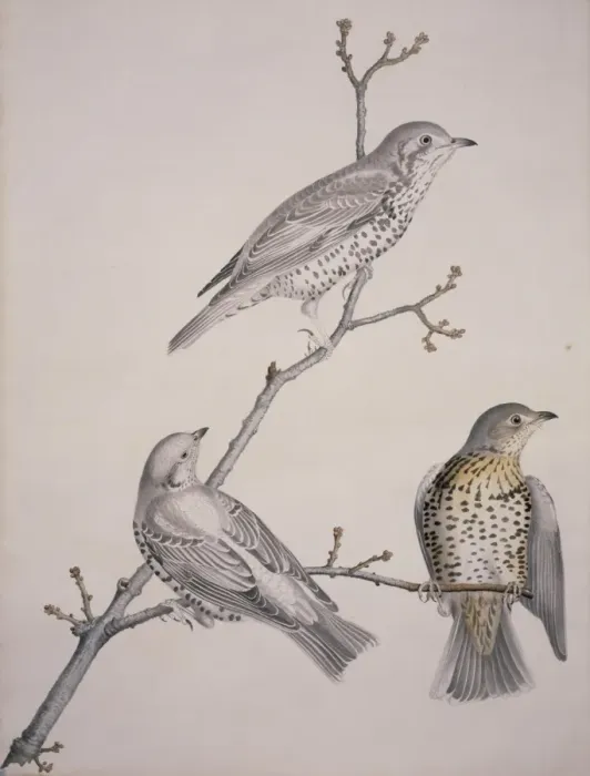 Framed Print : Turdus philomelos, song thrush Framed Print : Turdus philomelos, song thrush