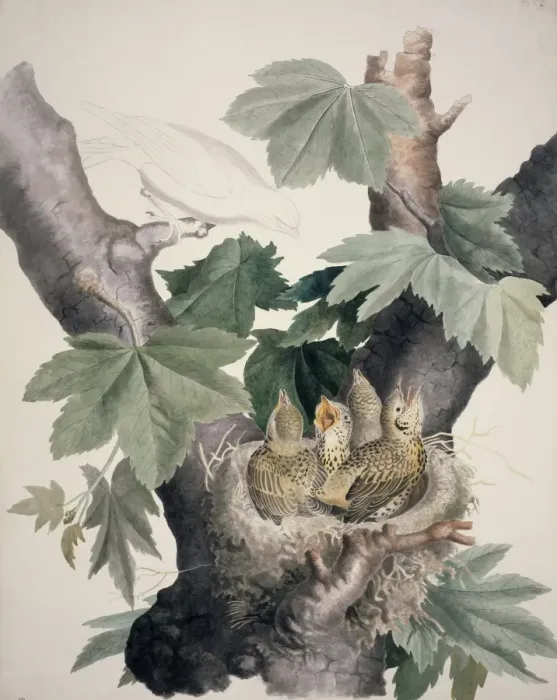 Framed Print : Turdus sp. thrush chicks Framed Print : Turdus sp. thrush chicks