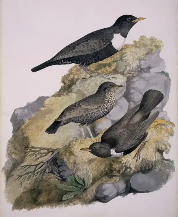 Framed Print : Turdus torquatus, ring ouzel Framed Print : Turdus torquatus, ring ouzel