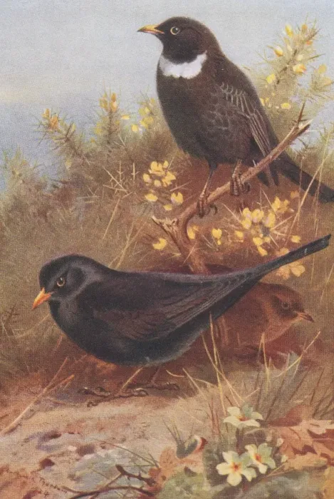 Framed Print : Turdus torquatus, ring ouzel, Turdus merula, blackbird Framed Print : Turdus torquatus, ring ouzel, Turdus merula, blackbird
