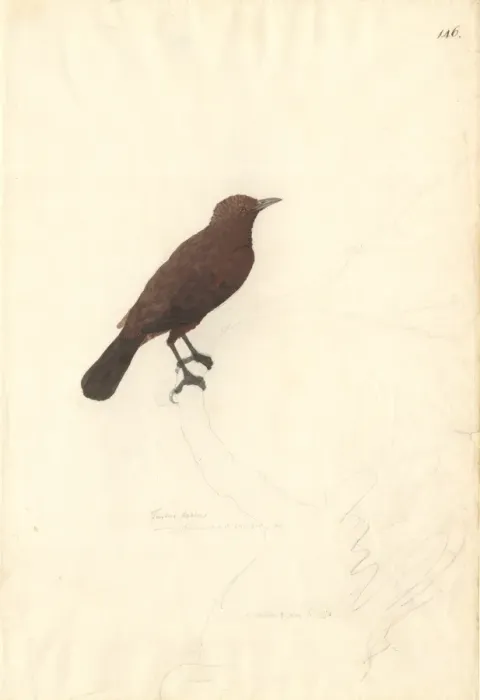 Framed Print : Turdus ulietensis (Turdus badius), bay thrush. Also known as Framed Print : Turdus ulietensis (Turdus badius), bay thrush. Also known as