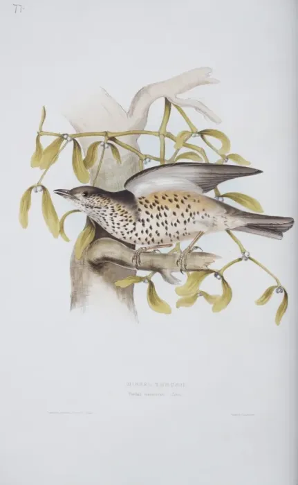 Framed Print : Turdus viscivorus, mistle thrush Framed Print : Turdus viscivorus, mistle thrush