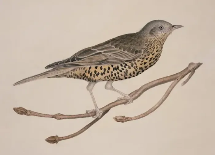 Framed Print : Turdus viscivorus, mistle thrush Framed Print : Turdus viscivorus, mistle thrush