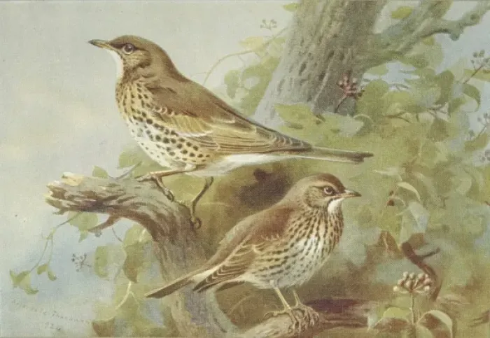 Framed Print : Turdus viscivorus, mistle thrush, Turdus philomelos, song th Framed Print : Turdus viscivorus, mistle thrush, Turdus philomelos, song th