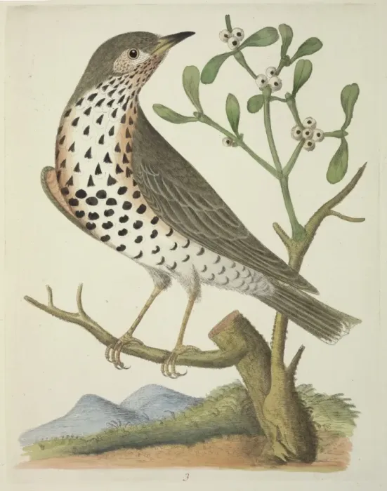 Framed Print : Turdus viscivorus, mistle thrush Framed Print : Turdus viscivorus, mistle thrush