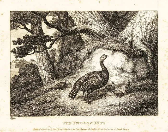 Framed Print : A turkey hen leads its chicks into the woods to eat ants Framed Print : A turkey hen leads its chicks into the woods to eat ants