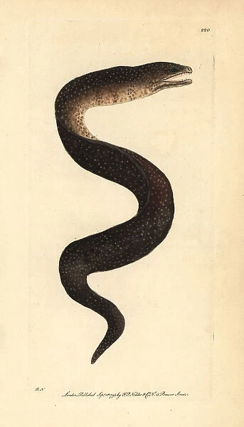 Turkey moray eel, Gymnothorax meleagris