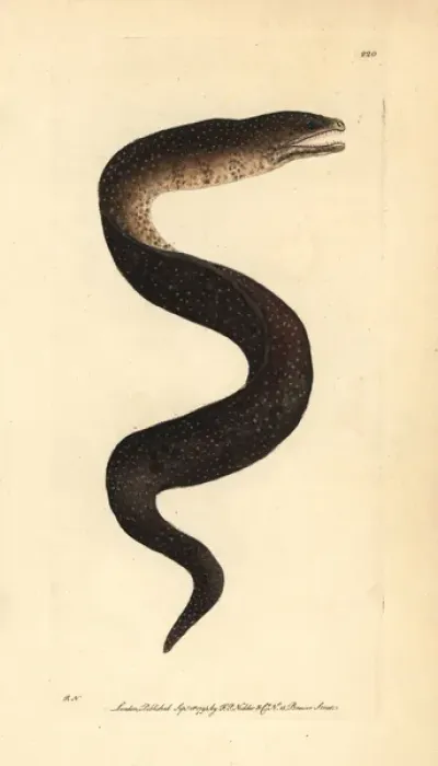 Framed Print : Turkey moray eel, Gymnothorax meleagris Framed Print : Turkey moray eel, Gymnothorax meleagris